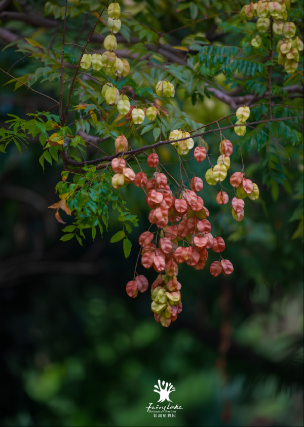 贝格富配资 秋天的浪漫是从栾树开始的